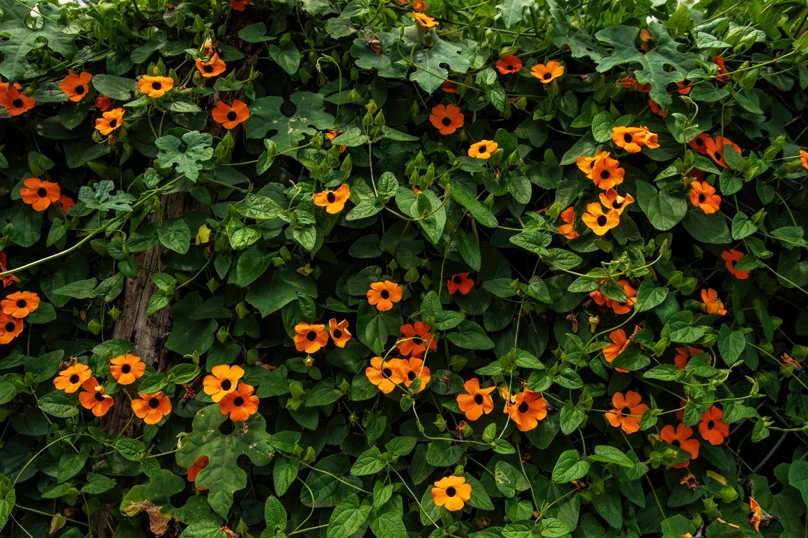 Wand mit vielen orangen Blüten und grünen Blättern